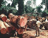 Illegal EU Timber Imports Fuel Forest Disappearance, Poverty In Poorer Countries