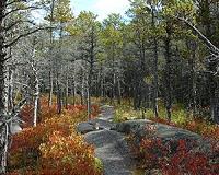 NEIKER fells pine trees to study their wind resistance