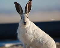 Helsinki aims to tackle growing rabbit menace