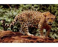 Bolivia's jaguars facing threat from Chinese fang craze