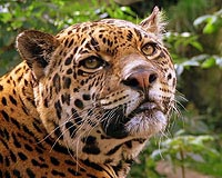 Brazil scientists warn on dwindling jaguar population