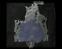 Two-faced fish clue that our ancestors 'weren't shark-like'