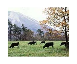More radioactive beef found in Japan