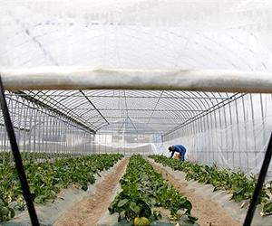 KYOCERA to Supply and Construct 30 MW of Solar Power at Agricultural Facilities Across Japan