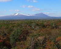 Cloud formation suppressed by biogenic organic emissions