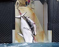 Japan fleet kills 333 whales in Antarctic hunt