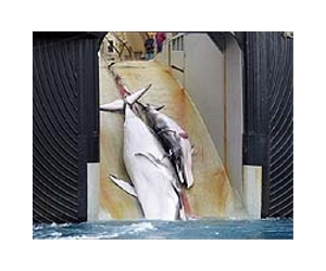 Australia in push to outlaw Japan whale hunt
