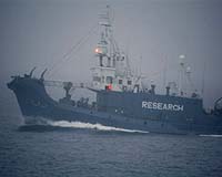 Activists threaten to ram Japanese whalers