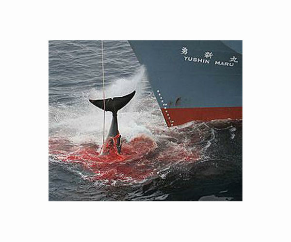 Whaling: why the practice will not go away