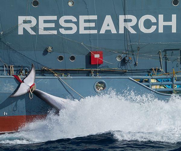 Denmark awaits Japan's extradition request for anti-whaling activist