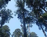 Treetop leaves of tall trees store extra water