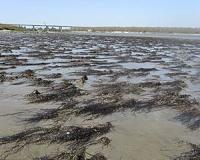 Seaweed engineers build crustacean homes