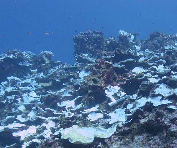 Coral bleaching causing 'unnecessary' fish fights