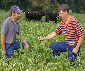 Different forage affects beef cattle weight, taste