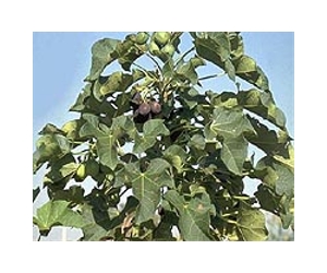 Strategic Alliance To Process Jatropha Seeds Into Sustainable Crude Oil