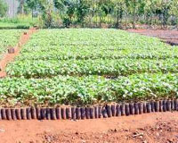 Global Clean Energy Holdings Acquires 5,000 Acres To Develop Jatropha Plants