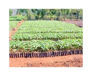 China shrub shows biofuel promise
