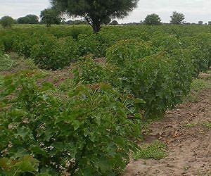 Mission Increases Jatropha Oil Supply Completing the 2011 Planting Season