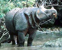 To Save A Species The Last Of Javas Rhinos Poised To Be Split