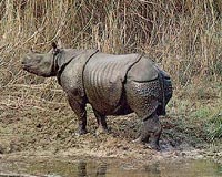 New footage shows rare rhinos in Indonesia: WWF
