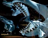 Prey scarcity and competition led to extinction of ancient monster shark