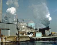 Global Pulp Mill Growth Threatens Forests May Collapse