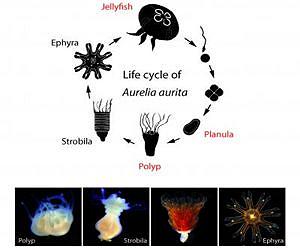 The life cycle of a jellyfish and a way to control it
