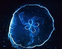 150 years later, Darwin vindicated... by jellyfish