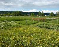 Multiple facets of biodiversity reduce variability of grassland biomass production