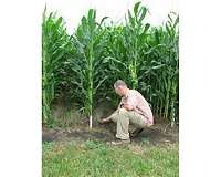 Finding best combination for biofuel corn, soil protection