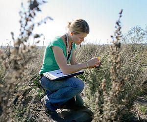 Southern California sagebrush better suited to climate change