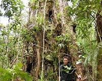 Forest model predicts canopy competition
