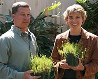 Reintroduction experiments give new hope for a plant on the brink of extinction