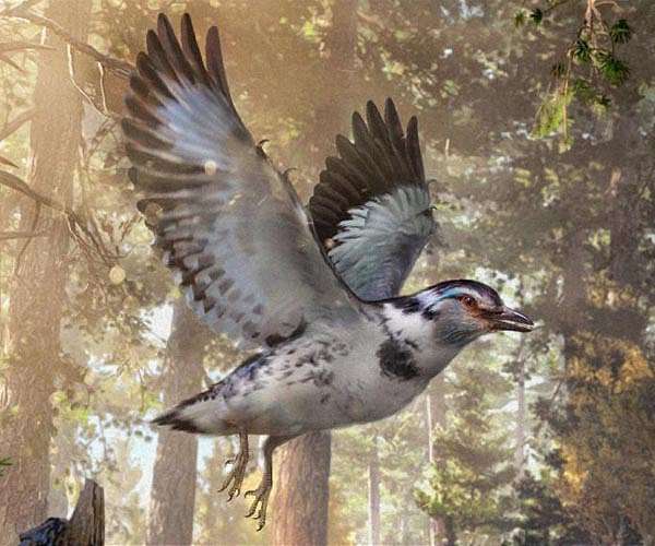 Bird fossil from dinosaur era reveals early avian intelligence origins