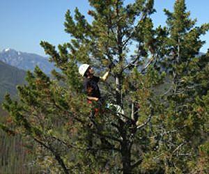Whitebark Pine Trees: Is Their Future at Risk