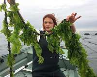 Genome of sea lettuce that spawns massive 'green tides' decoded
