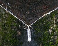 Small-scale agriculture threatens the rainforest