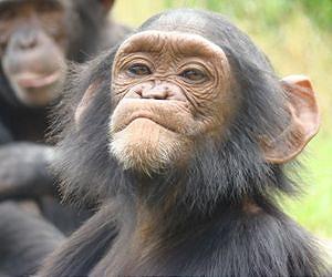 Study: Chimps can use gestures to achieve specific goals cooperatively