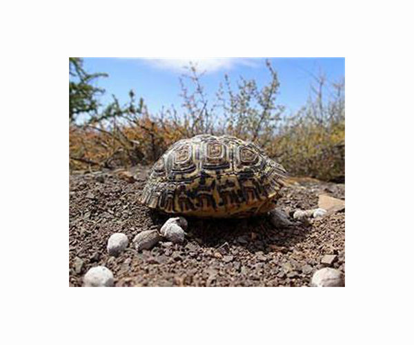 Injured tortoises make slow recovery from Greece fires
