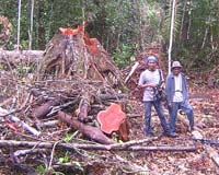 Ghana, EU clinch deal to crackdown on illicit timber trade