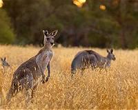 Australian animals face extinction threat as bushfire toll mounts