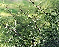Climate Change May Wake Up Sleeper Weeds