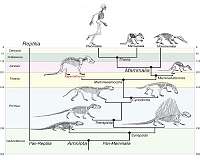 Mammal forerunner that reproduced like a reptile sheds light on brain evolution