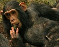 Study shows how chimpanzees share skills