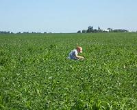 No-till soybean fields give (even some rare) birds a foothold in Illinois