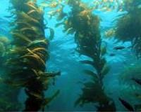 Kelp forests globally resilient, but may need local solutions to environmental threats
