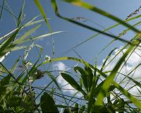 Plant response to carbon dioxide emissions depends on their neighbors