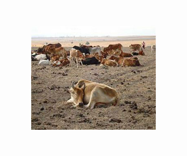 Kenya drought leaves wildlife gasping for breath