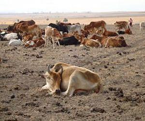 Global commission charts pathway for achieving food security in face of climate change