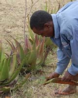 In Kenya, Aloe Is Balm For Scorched Economy